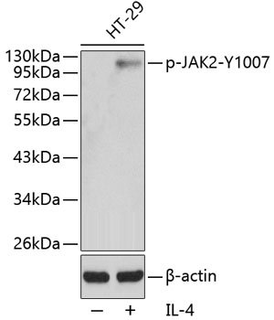 Phospho-JAK2-Y1007 Rabbit pAb