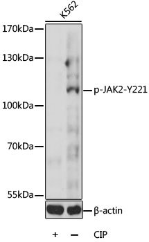 Phospho-JAK2-Y221 Rabbit pAb