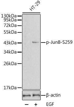 Phospho-JunB-S259 Rabbit pAb