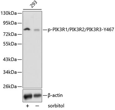 Phospho-PI3KP85α/P55γ/P85β-Y467/Y464/Y199 Rabbit pAb