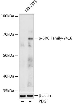 Phospho-SRC Family-Y416 Rabbit pAb