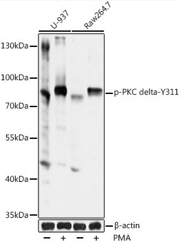 Phospho-PKC delta-Y311 Rabbit pAb