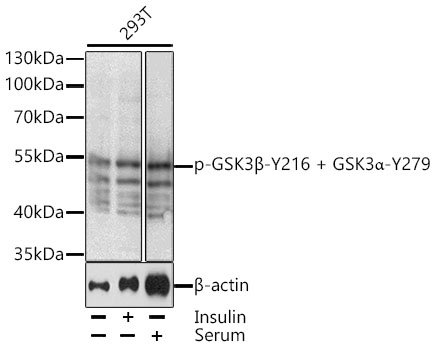 Phospho-GSK3β-Y216 + GSK3α-Y279 Rabbit pAb