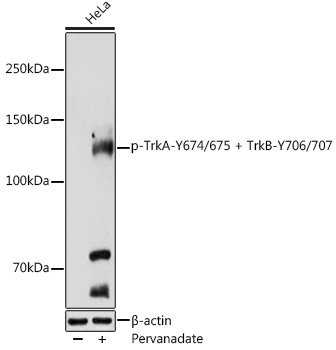 Phospho-TrkA-Y674/675 + TrkB-Y706/707 Rabbit pAb