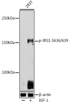 Phospho-IRS1-S636/639 Rabbit pAb