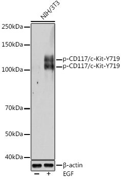 Phospho-CD117/c-Kit-Y721 Rabbit pAb