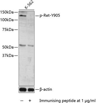 Phospho-Ret-Y905 Rabbit pAb