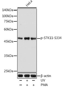 Phospho-STK11-S334 Rabbit pAb
