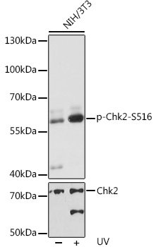 Phospho-Chk2-S516 Rabbit pAb