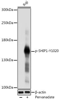 Phospho-SHIP1-Y1020 Rabbit pAb