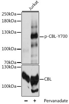 Phospho-CBL-Y700 Rabbit pAb