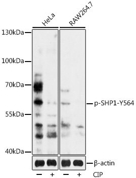 Phospho-SHP1-Y564 Rabbit pAb