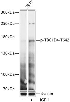 Phospho-TBC1D4-T642 Rabbit pAb