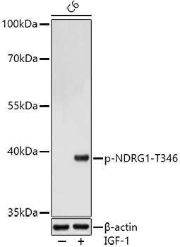 Phospho-NDRG1-T346 Rabbit pAb
