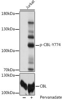 Phospho-CBL-Y774 Rabbit pAb