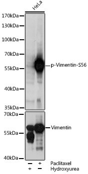 Phospho-Vimentin-S56 Rabbit pAb