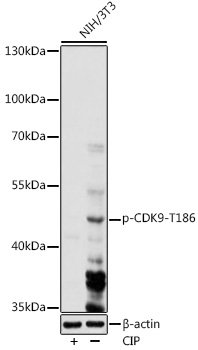 Phospho-CDK9-T186 Rabbit pAb