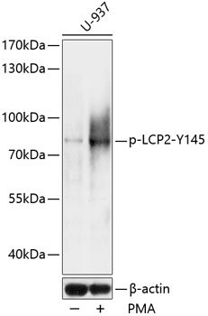 Phospho-LCP2-Y145 Rabbit pAb