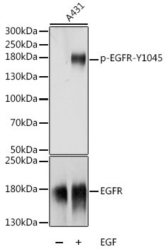 Phospho-EGFR-Y1045 Rabbit pAb