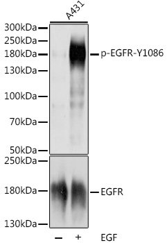 Phospho-EGFR-Y1086 Rabbit pAb