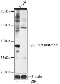 Phospho-CRK/CRKII-Y221 Rabbit pAb