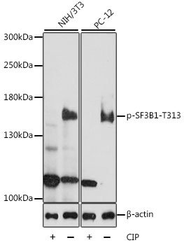 Phospho-SF3B1-T313 Rabbit pAb