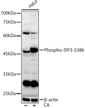 Phospho-IRF3-S386 Rabbit pAb