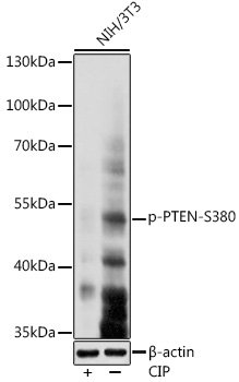 Phospho-PTEN-S380 Rabbit pAb