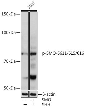 Phospho-SMO-S611/615/616 Rabbit pAb