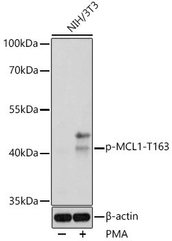 Phospho-MCL1-T163 Rabbit pAb