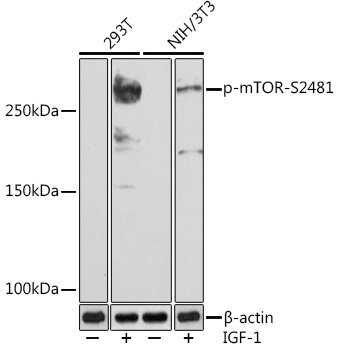Phospho-mTOR-S2481 Rabbit mAb