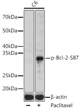 Phospho-Bcl-2-S87 Rabbit pAb