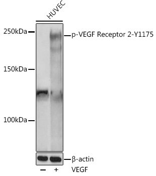 Phospho-VEGF Receptor 2-Y1175 Rabbit pAb