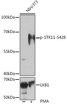 Phospho-STK11-S428 Rabbit pAb