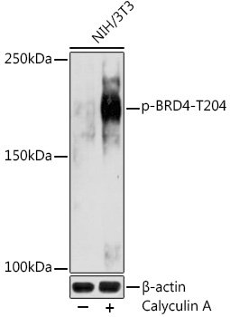 Phospho-BRD4-T204 Rabbit pAb