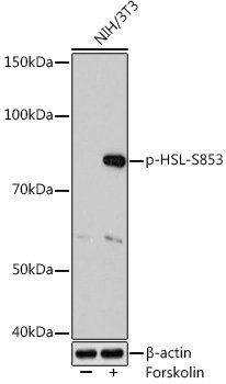 Phospho-HSL-S853 Rabbit mAb