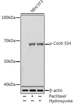 Phospho-Cdc6-S54 Rabbit mAb
