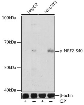 Phospho-NRF2-S40 Rabbit pAb