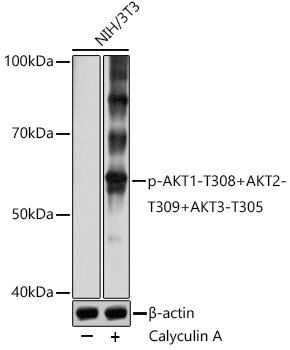 Phospho-AKT1-T308+AKT2-T309+AKT3-T305 Rabbit pAb