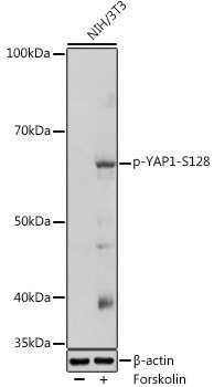 Phospho-YAP1-S128 Rabbit pAb