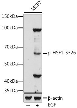 Phospho-HSF1-S326 Rabbit pAb
