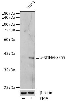 Phospho-STING/TMEM173-S365 Rabbit pAb