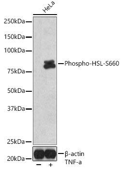 Phospho-HSL-S660 Rabbit pAb