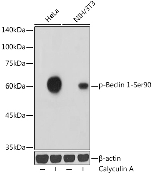 Phospho-Beclin 1-Ser90 Rabbit pAb