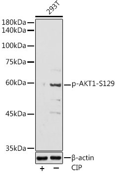 Phospho-AKT1-S129 Rabbit pAb
