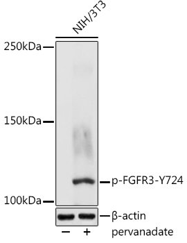 Phospho-FGFR3-Y724 Rabbit pAb