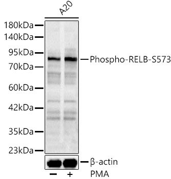 Phospho-RELB-S573 Rabbit pAb