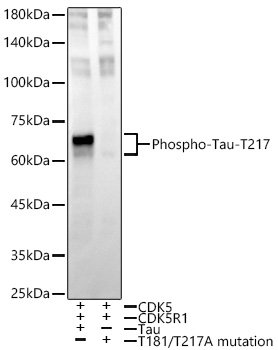 Phospho-Tau-T217 Rabbit mAb