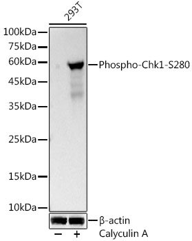 Phospho-Chk1-S280 Rabbit mAb