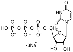 Uridine-5'-triphosphate, trisodium salt, ≥97%